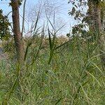 Phragmites karka 整株植物