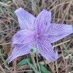 Colchicum variegatum Flower