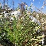 Dianthus arenarius موطن