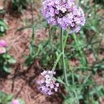 Verbena bonariensis花