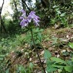 Prunella hastifolia Fula