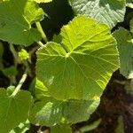 Cucurbita maxima Leaf