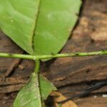 Strychnos aculeata Hoja