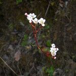 Micranthes californica Habit