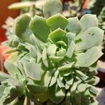 Aeonium castello-paivae Hostoa