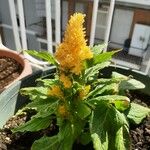 Celosia argenteaBloem