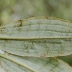 Rhododendron argyrophyllum Leaf