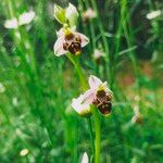 Ophrys scolopaxFlor