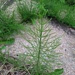 Equisetum arvense Deilen