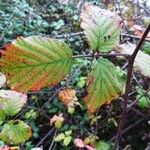 Rubus questieri Blad