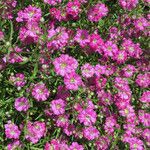 Gypsophila muralis Flower