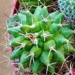 Mammillaria winterae Leaf