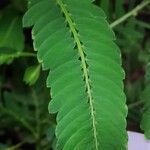 Phyllanthus niruri Leaf