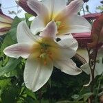 Lilium regale Çiçek