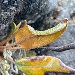 Elaphoglossum engelii Leaf