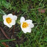 Crocus sieberi Habitus