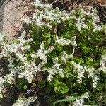 Sedum ternatum Habit