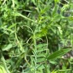 Vicia incana Frunză