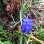Muscari botryoides Blomst