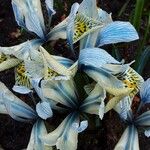 Iris reticulata Hábito