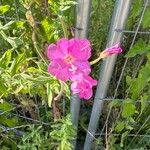 Epilobium hirsutumFlower