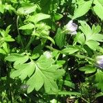 Nemophila phacelioides Лист