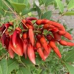 Erythrina crista-galli Flor