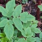 Aegopodium podagraria Leaf