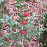 Ruscus aculeatus Fruit