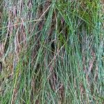 Festuca flavescens Hoja