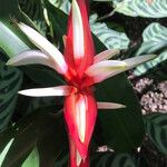 Heliconia angusta Flor