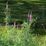 Lythrum salicaria Habitus