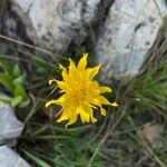 Scorzonera austriaca Flower