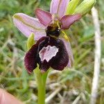 Ophrys × flavicans