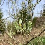 Salix caprea Çiçek