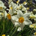 Narcissus tazetta Kwiat