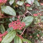 Viburnum rugosum Floare