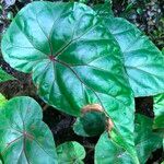 Begonia handelii Folha