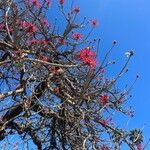 Erythrina speciosa Flor