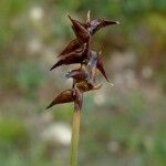 Carex davalliana പുഷ്പം