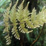 Selaginella fruticulosa Лист