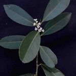 Ilex affinis Cvet