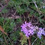 Verbena bipinnatifida Fleur