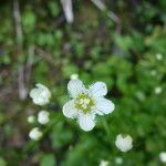 Parnassia fimbriata Flower