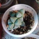 Gibbaeum petrense Hostoa