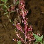 Lythrum tribracteatum 整株植物