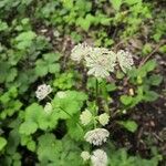 Astrantia majorЦветок