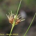 Rhynchospora fusca Fruit