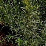 Artemisia dracunculusBlomma