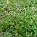 Artemisia atrata Staniste